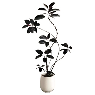 黑金刚橡皮树大型绿植室内客厅高级感造型四季好养高端网红大绿植