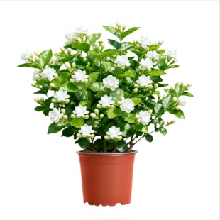 茉莉花盆栽茉莉花卉阳台四季开花绿植物室内鲜花老桩花期驱蚊室外
