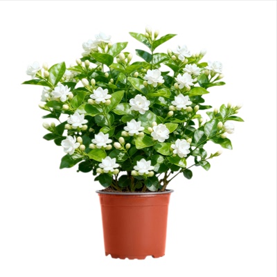 茉莉花盆栽茉莉花卉阳台四季开花绿植物室内鲜花老桩花期驱蚊室外
