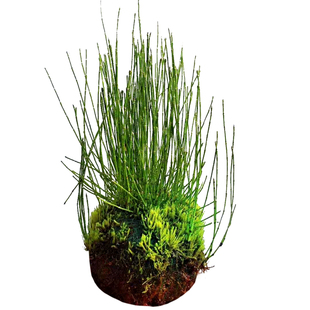 一朵基地 姬木贼 日本山野草案头茶几客厅微型盆景包邮造景绿植