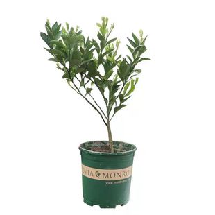 香橼树苗香橼苗香泡树柚子苗南北方种植盆栽地栽果树苗当年结果