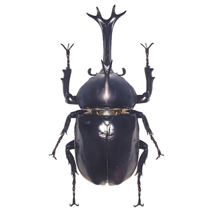 无菌独角仙标本成虫真虫玩具爬宠宠物昆虫甲虫巨型大型独角仙标本