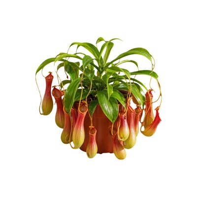 超大猪笼草食虫植物室内阳台驱蚊