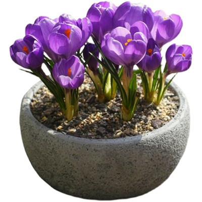 耐寒球根藏红花种球药用番红花种