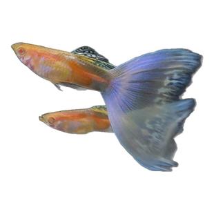 热门品种合集越南紫龙绣球满鳞极光天使彩虹金粉世家孔雀鱼热带鱼