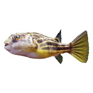 斑马狗头鱼木瓜毛毛皇冠潜水艇河豚观赏鱼热带鱼宠物水族活体网红