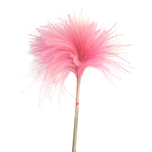 干花芦苇蒲苇粉色拂尘芦苇彩色天然花束橱窗装饰道具摆件北欧风格