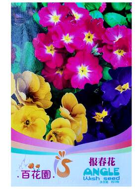 报春花种子小种樱桃七重楼种籽