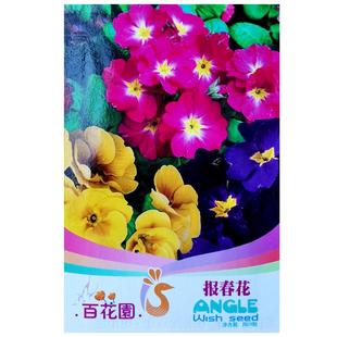 报春花种子年景花樱草七重楼种籽室内阳台盆栽庭院花卉种孑春开花