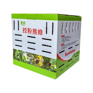 果攸熊蜂 授粉熊蜂花期授粉 草莓番茄茄子育种昆虫授粉【6-8周】