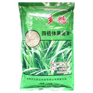 冬牧70黑麦草种籽子种四季多年生草子种子草籽养殖草种四季青