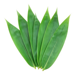 粽叶新鲜粽子叶大号包粽子专用现摘野生棕叶特大湖南箬叶布衣素食