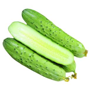 不搭架爬地黄瓜种籽种子苗孑四季苗秧蔬菜秧苗水果秋满地爬新品种