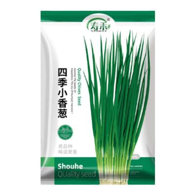 四季小葱种子苗阳台盆栽