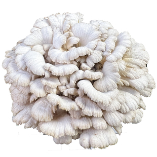 云南特产白参菌新鲜鸡冠菌裂褶菌白花白参沙参树花云鲜菌子顺丰