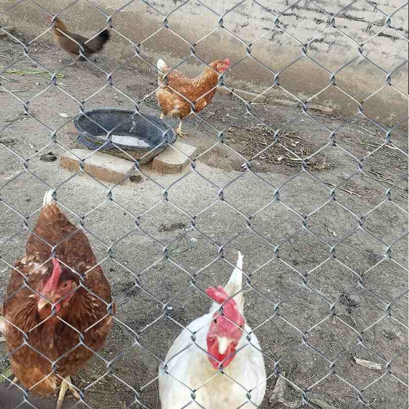 镀锌铁丝网围栏隔离防护网勾花网养狗护栏钢丝网养殖网