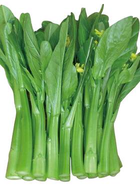 广东四九菜心种子红菜苔四季蔬菜