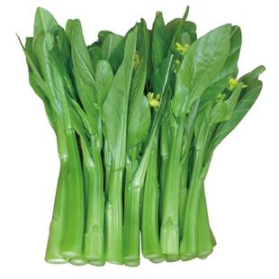 广东四九菜心种子红菜苔白菜苔四季蔬菜种籽孑增城迟青菜苗秧菜籽