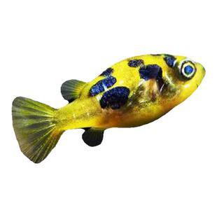 巧克力娃娃观赏鱼潜水艇淡水观赏鱼小型迷你河豚吃螺工具鱼鼓气鱼