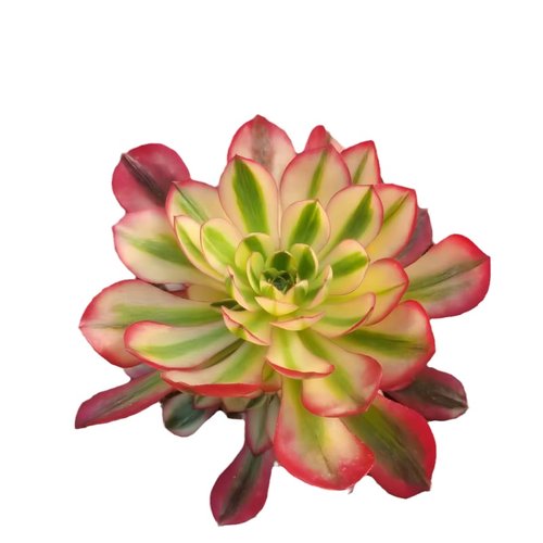 红铜壶黑铜壶法师老桩多头手捧群生倾城多肉植物室内阳台花卉盆栽