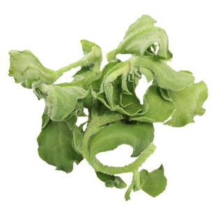 水晶冰菜种子非洲冰草秧罕见种籽南方种四季菜苗籽种幼苗孑苗大苗