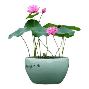 小型荷花盆栽水养种藕带芽碗莲水培植物观赏种根苗睡莲花卉莲藕苗