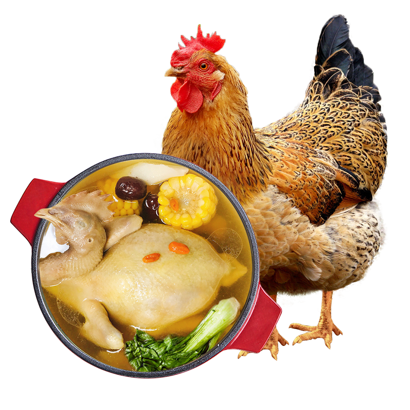 发2只 温氏供港老母鸡1.4kg正宗农村散养500天龄以上走地鸡土鸡