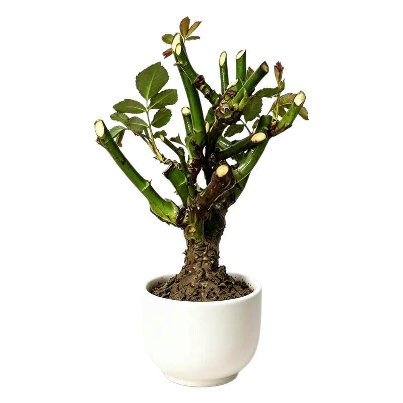 玫瑰花苗老桩绿植物盆栽月