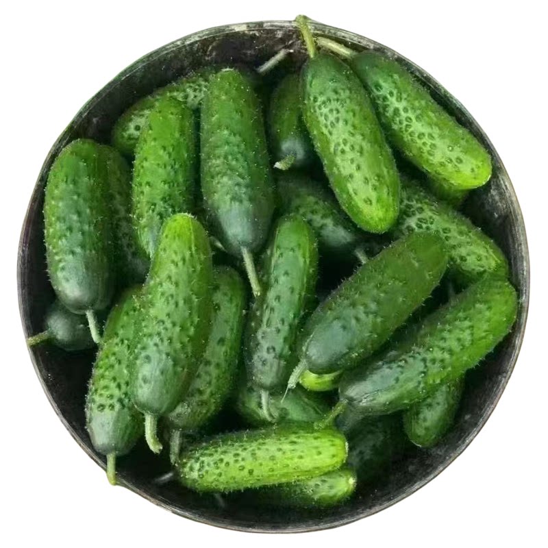 山东新鲜头茬玛莎黄瓜水果黄瓜新黄瓜