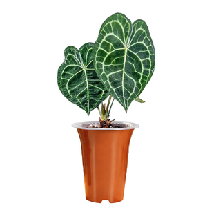 新款美莳热植专用控根花盆双层大号青山透气树脂塑料海芋花烛套盆