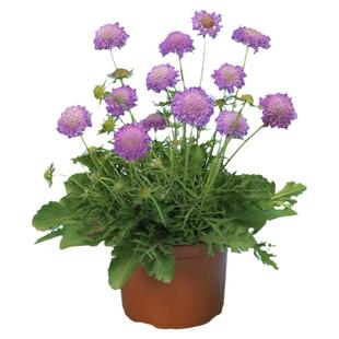 进口蓝盆花种子泛美蓝调粉钻系列春秋季室内阳台盆栽易种花卉种子