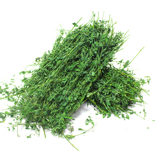 紫花苜蓿种子 可食用高产牧草种子 耐寒多年生 优质牧草 阳台盆栽