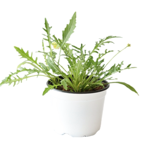 意大利芝麻菜可食用一年生香草蔬菜植物盆栽克拉香草沙拉菜火箭菜