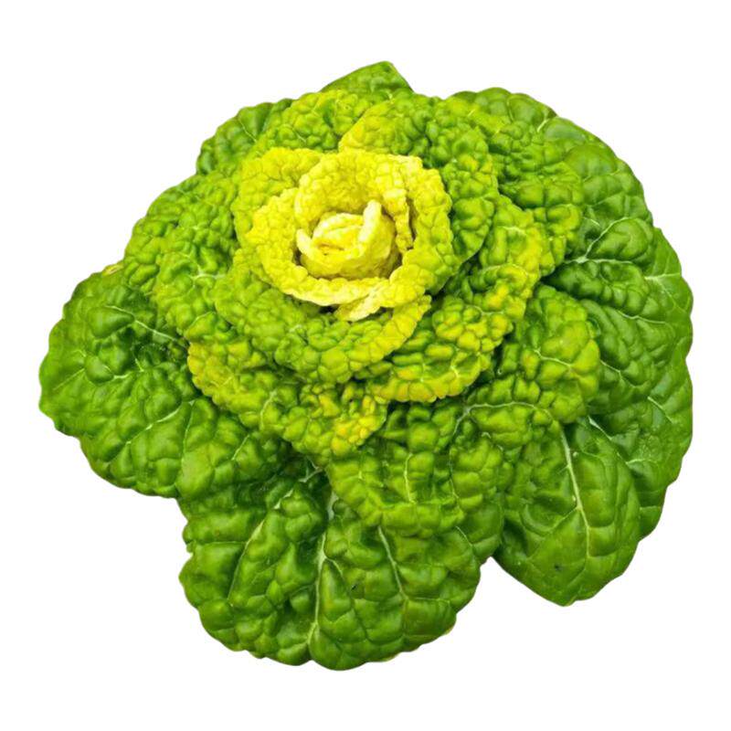 黄心乌塌菜种子菊花心芯耐寒白菜种籽春秋季阳台盆栽四季蔬菜种孑