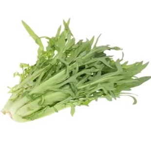 阳春八甲麦种子甜麦菜苦麦菜阳台庭院农田高产耐热四季蔬菜种子