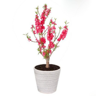 重瓣桃花寿星桃苗桃花盆景桃花苗绿植庭院庭院阳台 当年开花盆栽