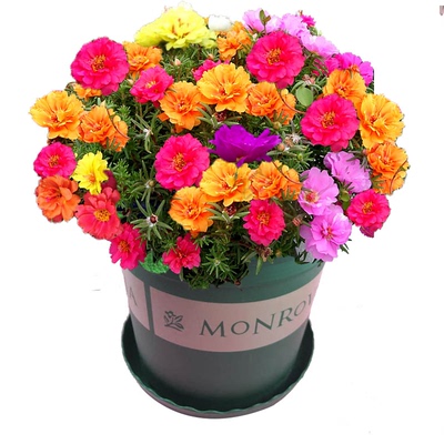 重瓣太阳种子花籽四季室内