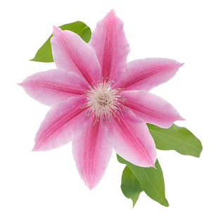 天狼铁线莲阳台庭院爬藤攀援观赏植物市长倒影乌托邦幸运符吉赛尔