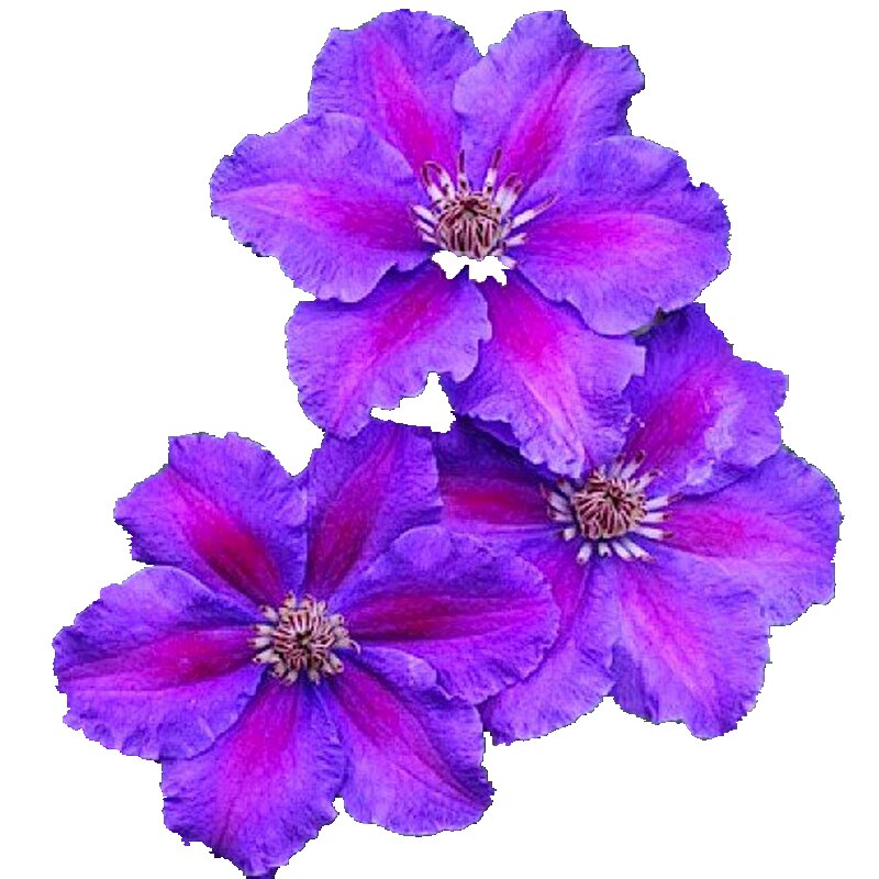 伟伟园艺-铁线莲-爱炫 精巧小花多花巨能开 矮生适合阳台盆栽大促