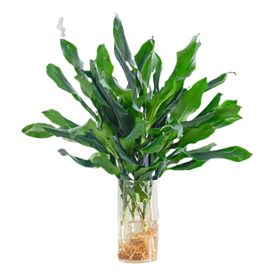 水培植物高大螺纹铁观叶绿植客厅室内好养无土纯水培盆栽四季常青