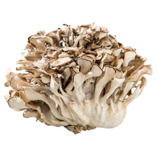 姜研同款干巴菌云南特产野生干巴菌味灰树花无泥沙特级山货灰树花