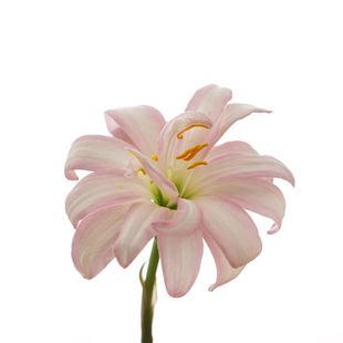 球迷花园风雨兰种球胖丽丽夏秋季开花球重瓣四季盆栽花卉新手可种