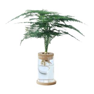 水培植物办公室内桌面盆栽水养文竹绿萝好养水生花植物小绿植盆景