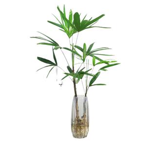 水培植物棕竹盆栽室内好养耐阴竹子四季富贵竹绿植花卉水养观音竹