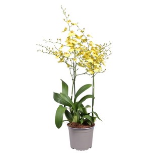 梦香兰盆栽文心兰带花苞开花室内桌面花卉绿植跳舞兰好养浓香植物