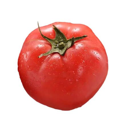 绿色食品无公害普罗旺斯西红柿新鲜自然熟沙瓤有籽番茄圣女果蔬菜