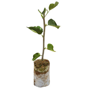 长果桑苗带果嫁接桑葚树苗无籽黑桑果树四季结果北方盆栽地栽果苗