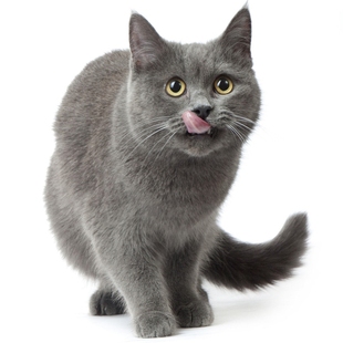 猫窗网推拉窗挡猫防蚊自装宠物防逃港式纱窗防猫跳楼养猫封窗神器