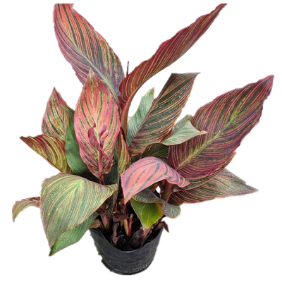 大花美人蕉庭院花园多年生植物