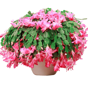 新品蟹爪兰花苗盆栽带花苞四季多肉绿植盆栽蟹爪莲室内花卉嫁接